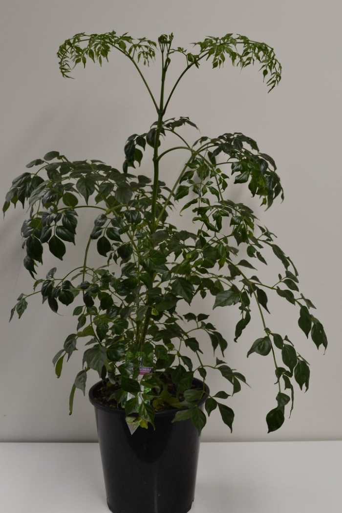 Радермахера синика