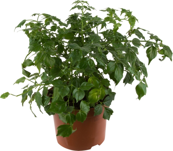 Радермахера sinica