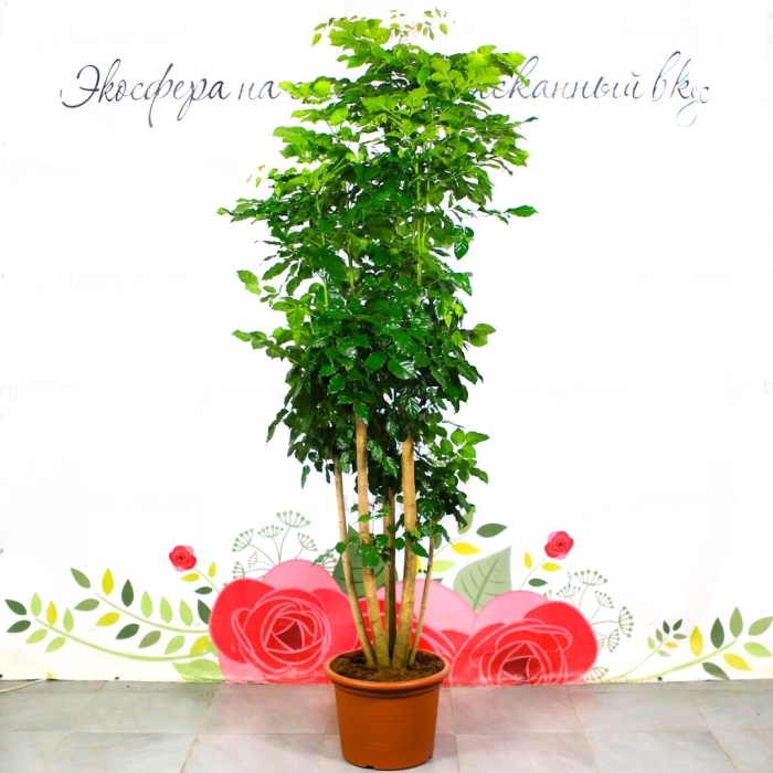 Радермахера цветок