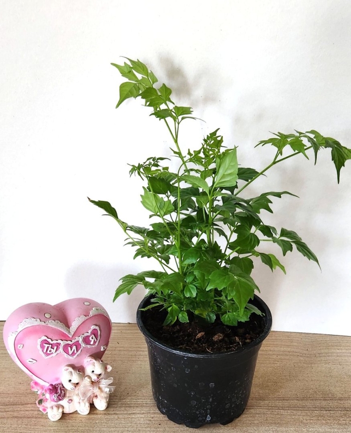 Радермахера китайская