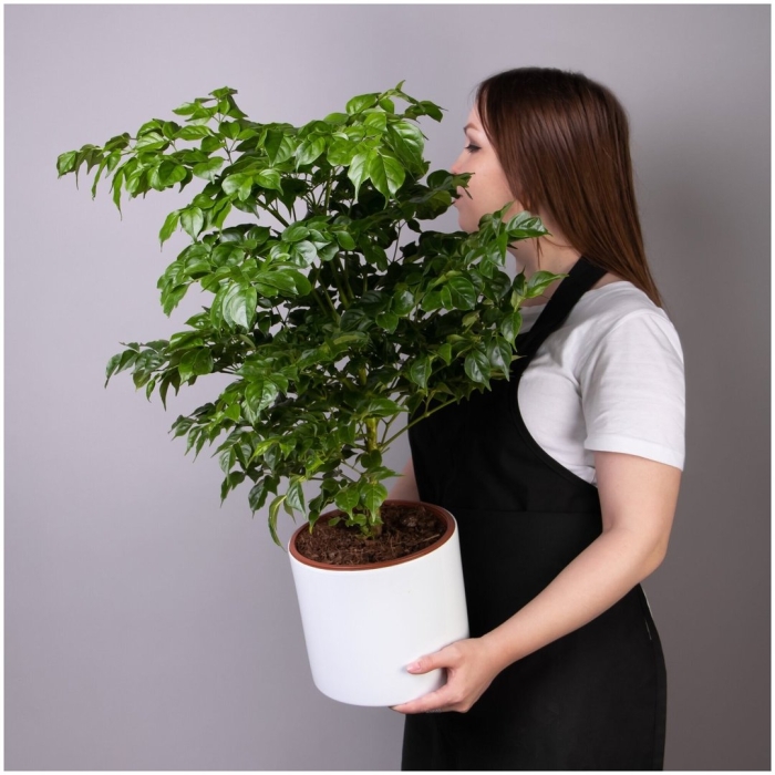 Радермахера sinica