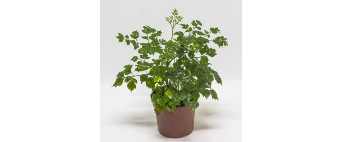 Радермахера китайская