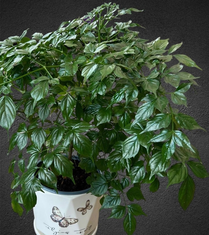 Радермахера sinica