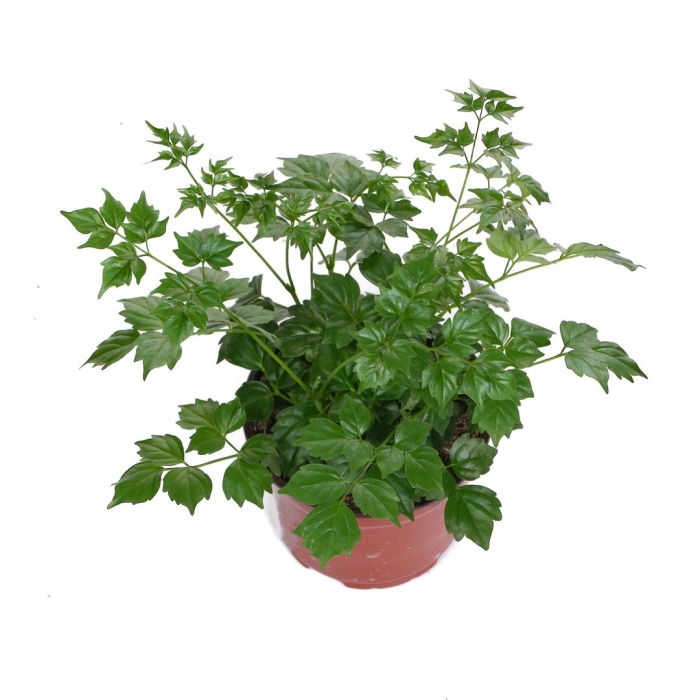 Радермахера sinica