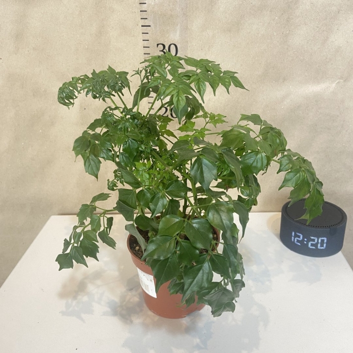 Радермахера sinica