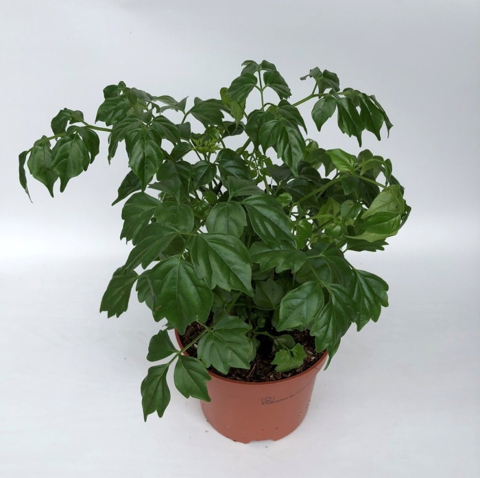 Радермахера sinica