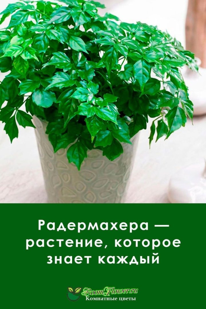 Цветок радермахера