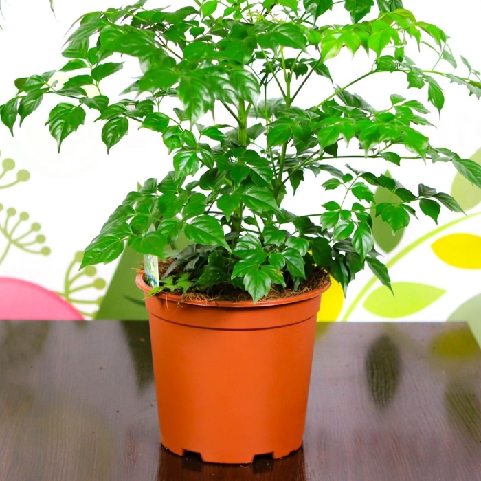 Радермахера китайская