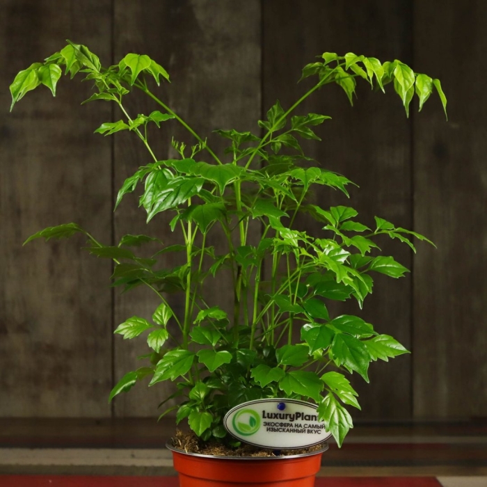 Радермахера китайская