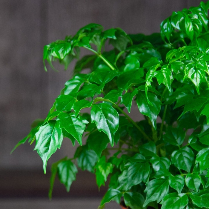 Радермахера sinica