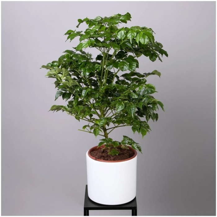 Радермахера sinica