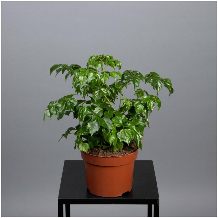 Радермахера sinica