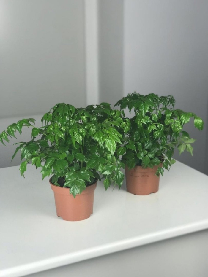 Радермахера синика