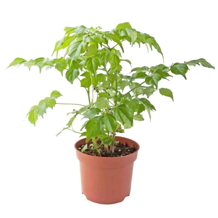 Радермахера sinica