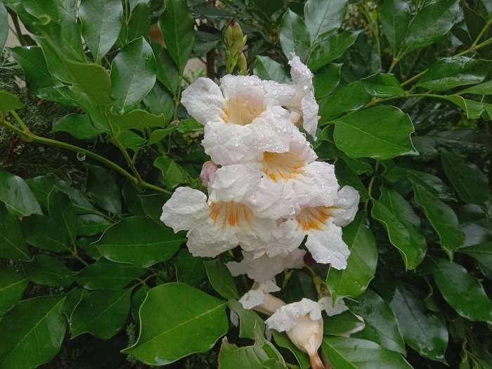 Радермахера цветет