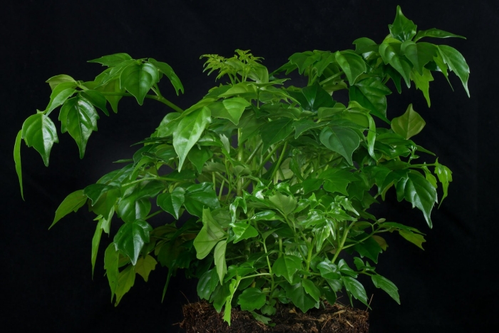 Радермахера sinica