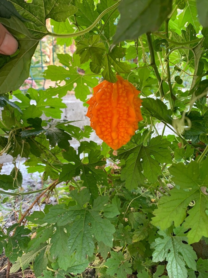 Экзотический фрукт момордика кохинхинская