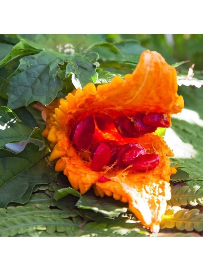 Крымский гранат момордика