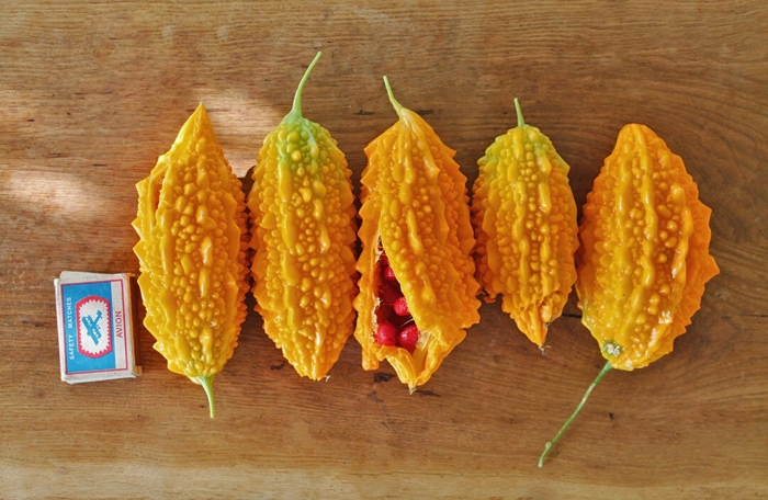 Момордика харанция плод