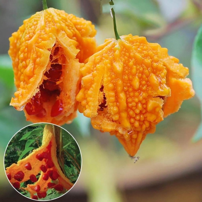 Момордика харанция (горькая дыня)