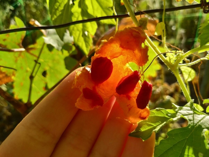 Момордика харанция