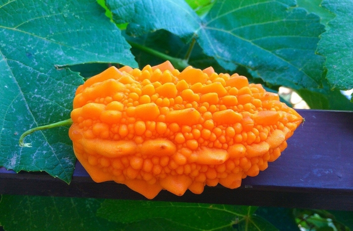 Момордика гоша