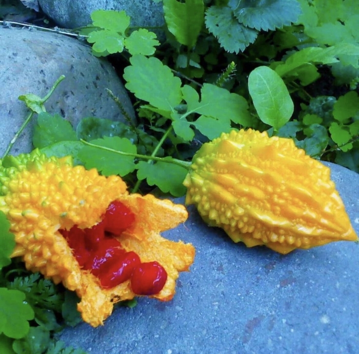 Крымский гранат момордика