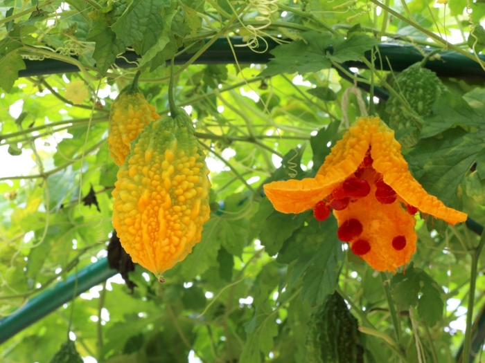 Момордика харанция (bitter gourd)