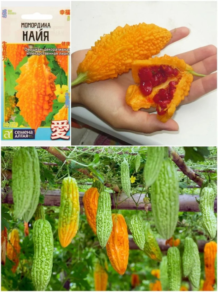 Момордика найя