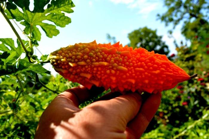 Крымский гранат момордика