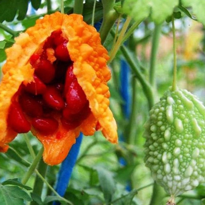 Лиана момордика