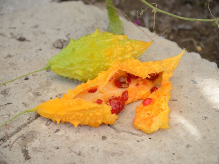 Момордика растение