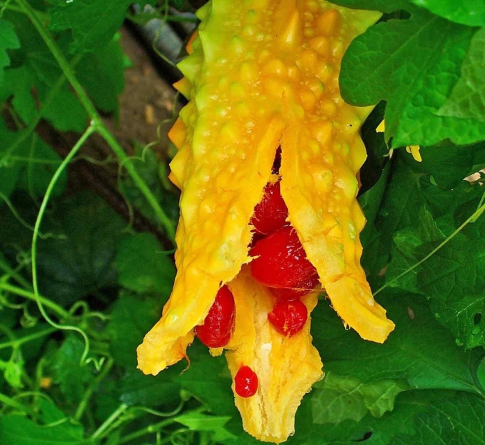 Момордика харанция (bitter gourd)