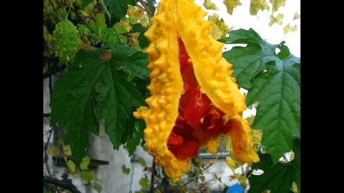 Горькая тыква момордика