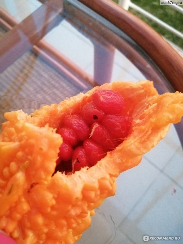 Момордика индийский гранат