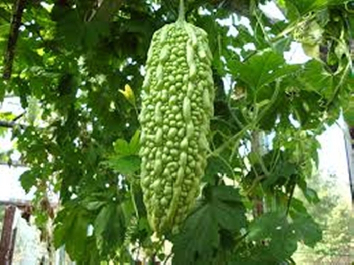 Bitter gourd