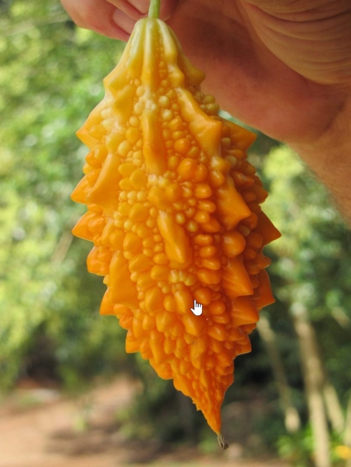 Момордика желтый дракон