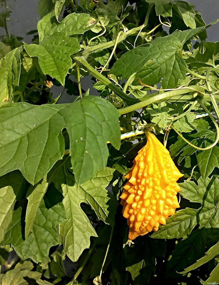 Индийский огурец момордика