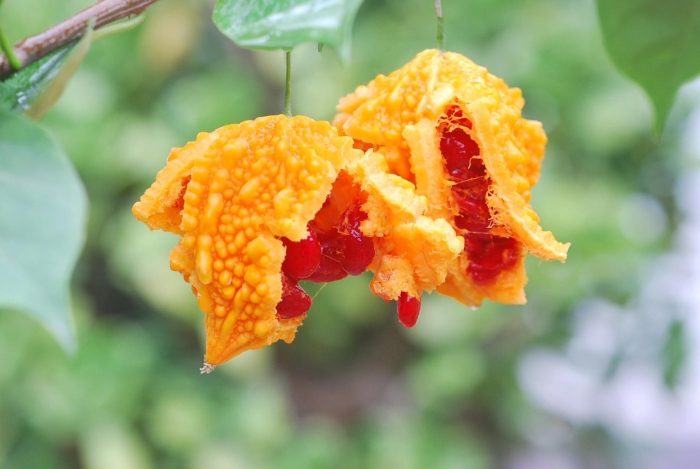 Крымский гранат момордика