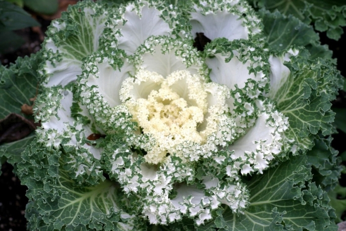Капуста нагойя вайт