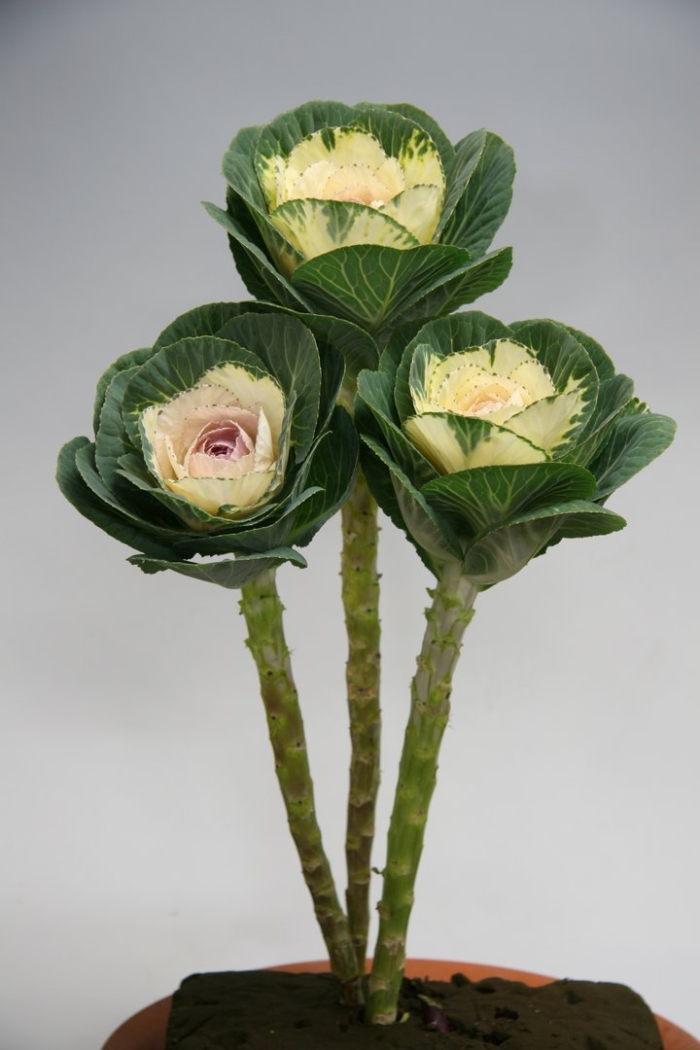 Капуста декоративная крейн вайт