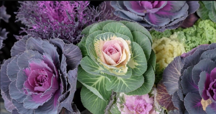 Капуста декоративная богема