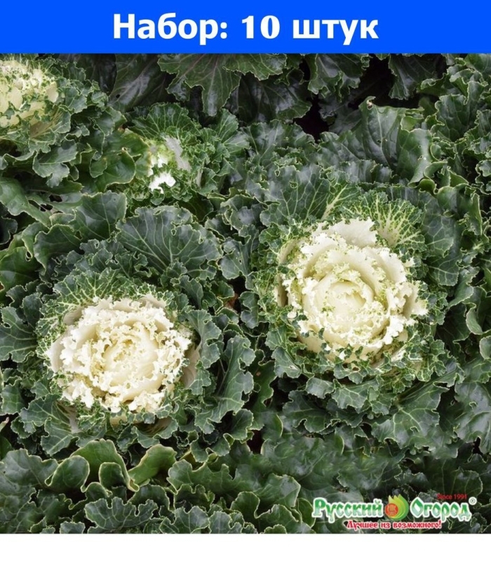 Капуста декоративная-малиновая шанни пот f