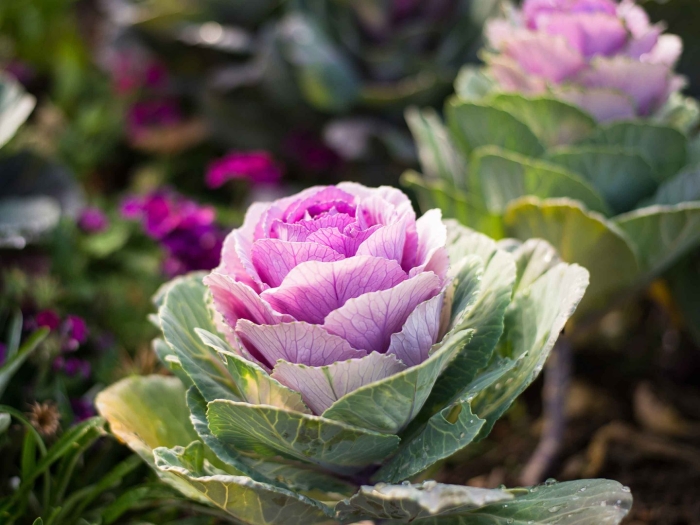 Капуста декоративная крейн красная