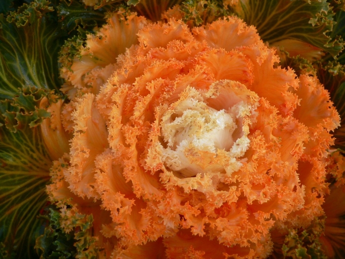 Капуста декоративная корал королева