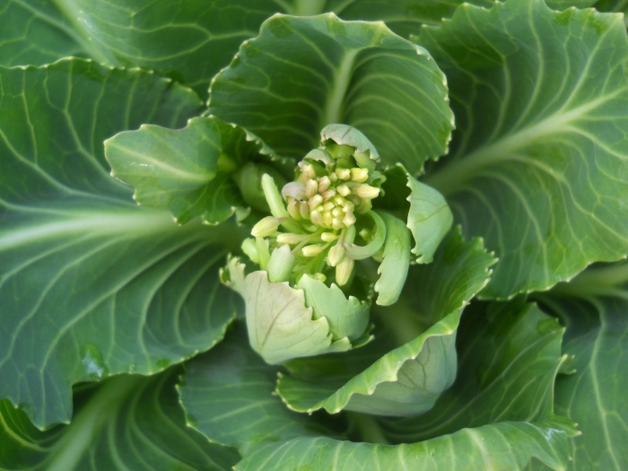 Цветение капусты белокочанной