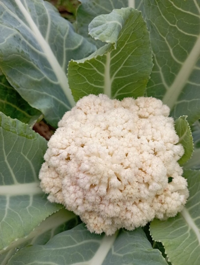 Цветная капуста