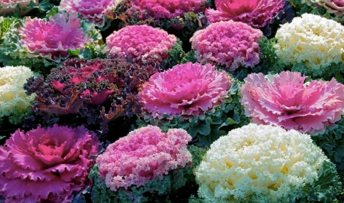 Декоративная капуста кейл