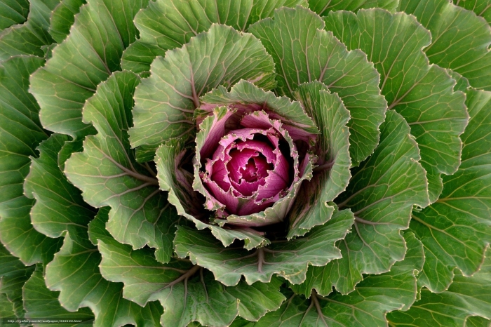 Капуста этна