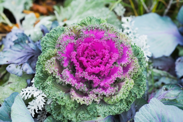 Brassica oleracea